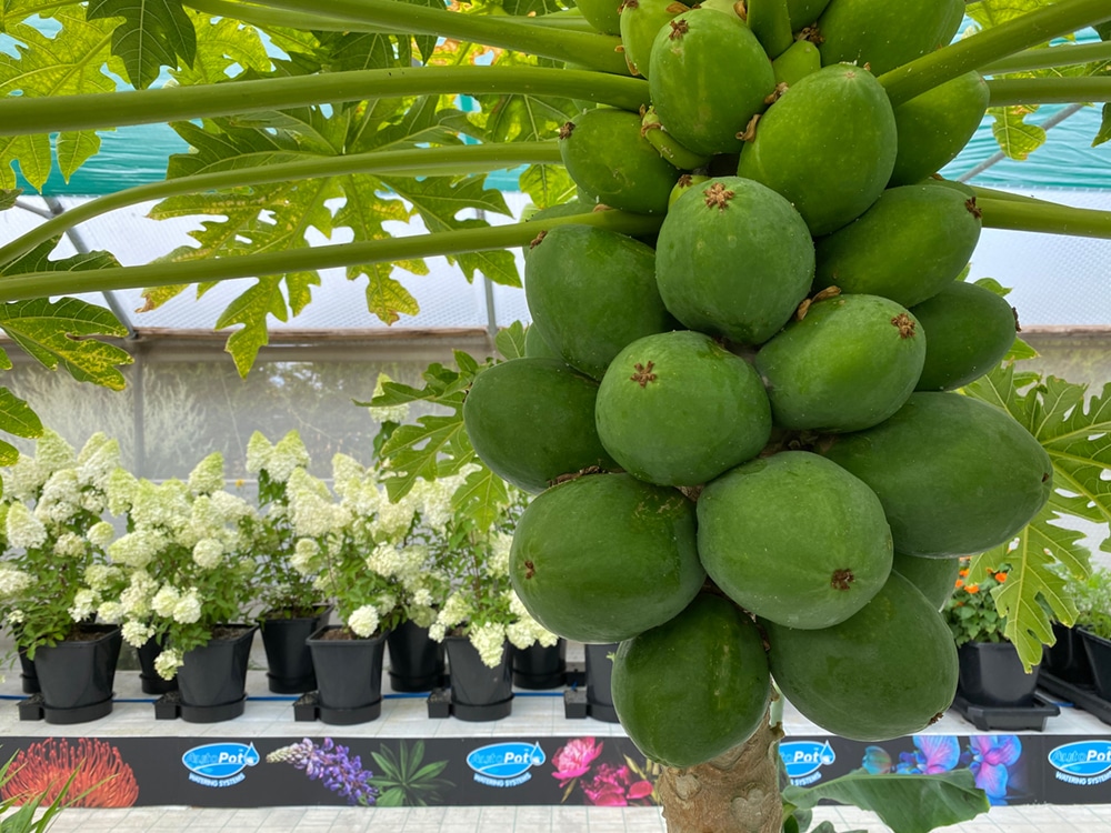 Plantasia innversisions growing papaya in AutoPot systems