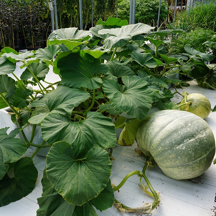 Commercial Images AQUAbox Spyder 1