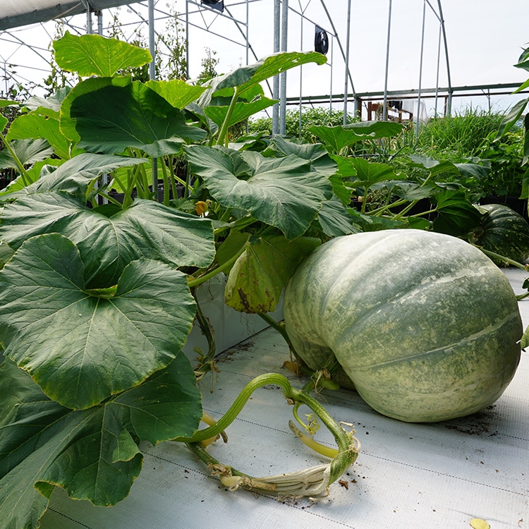 Commercial Images AQUAbox Spyder 4