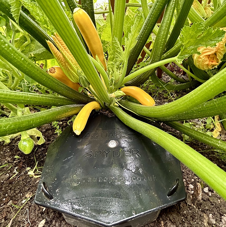 Commercial Images AQUAbox Spyder 5