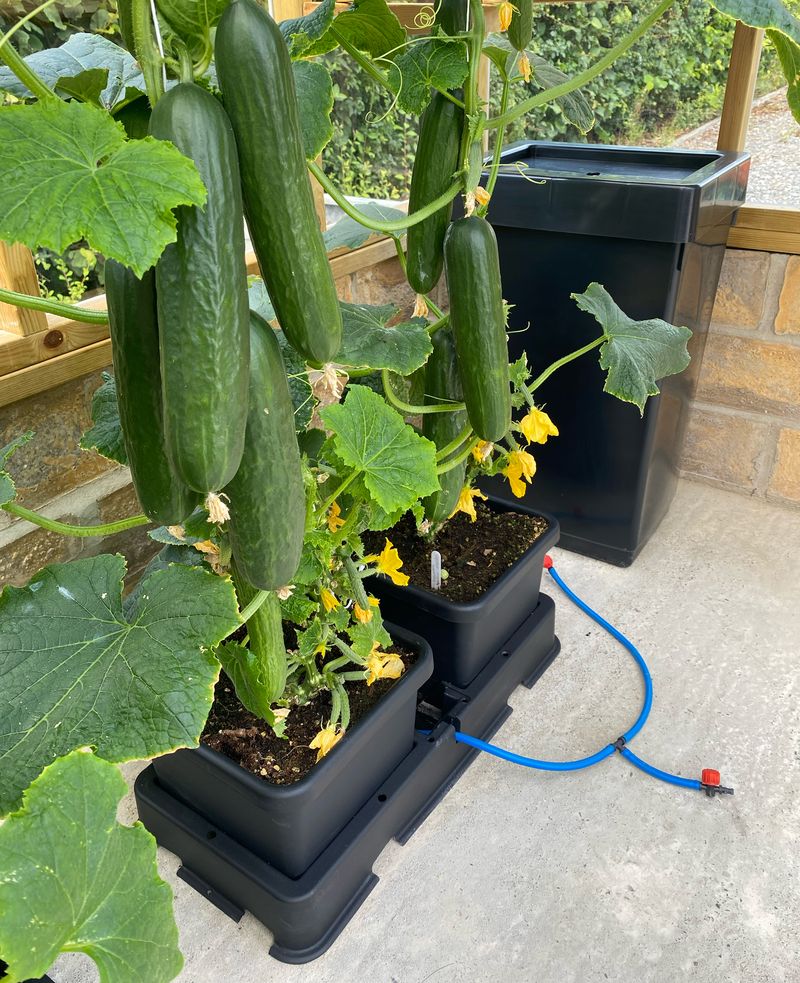 easy 2 grow system kits