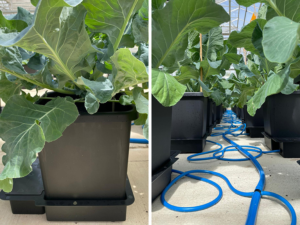 AutoPot 1Pot modules in use at Sakata’s Lincolnshire seed breeding facility