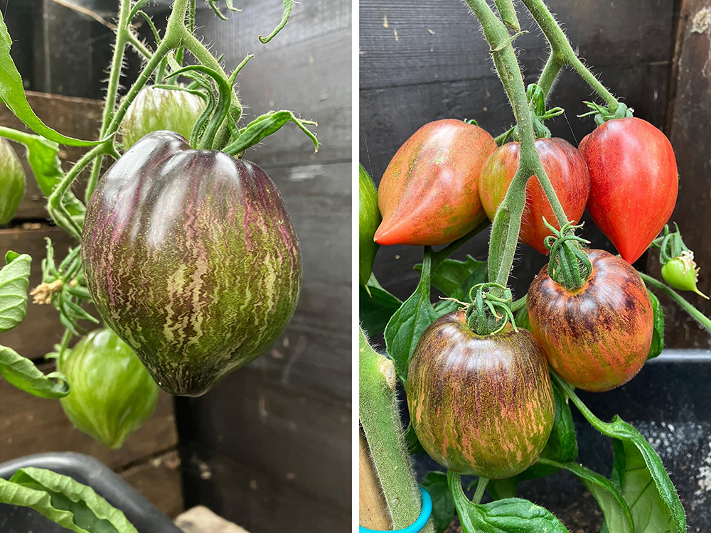 Do not adjust your set - Rebel Starfighter VT16’s producing their characteristic ‘transmission-interference’ patterns whilst the Crushed Hearts develop their wildly varied palette