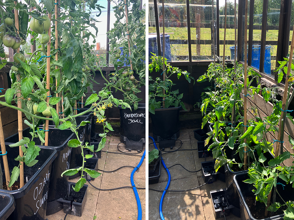 Niall’s greenhouses exhibit terrific variety, a real flair for growing, and some spic’n’span 25 L / 6.6 gal XL modules