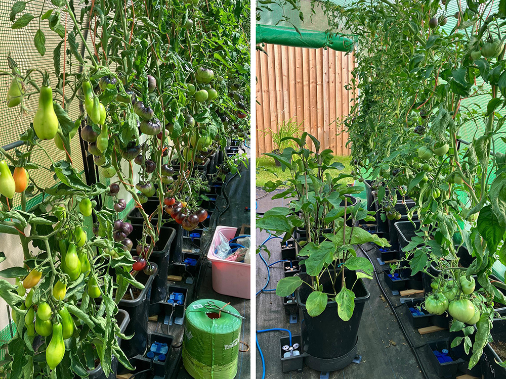 Riding the wave - Niall’s plants just keep on producing, the latest fruits being these pear-shaped Sea Horses (Left) and a host of fresh hierlooms (Right)