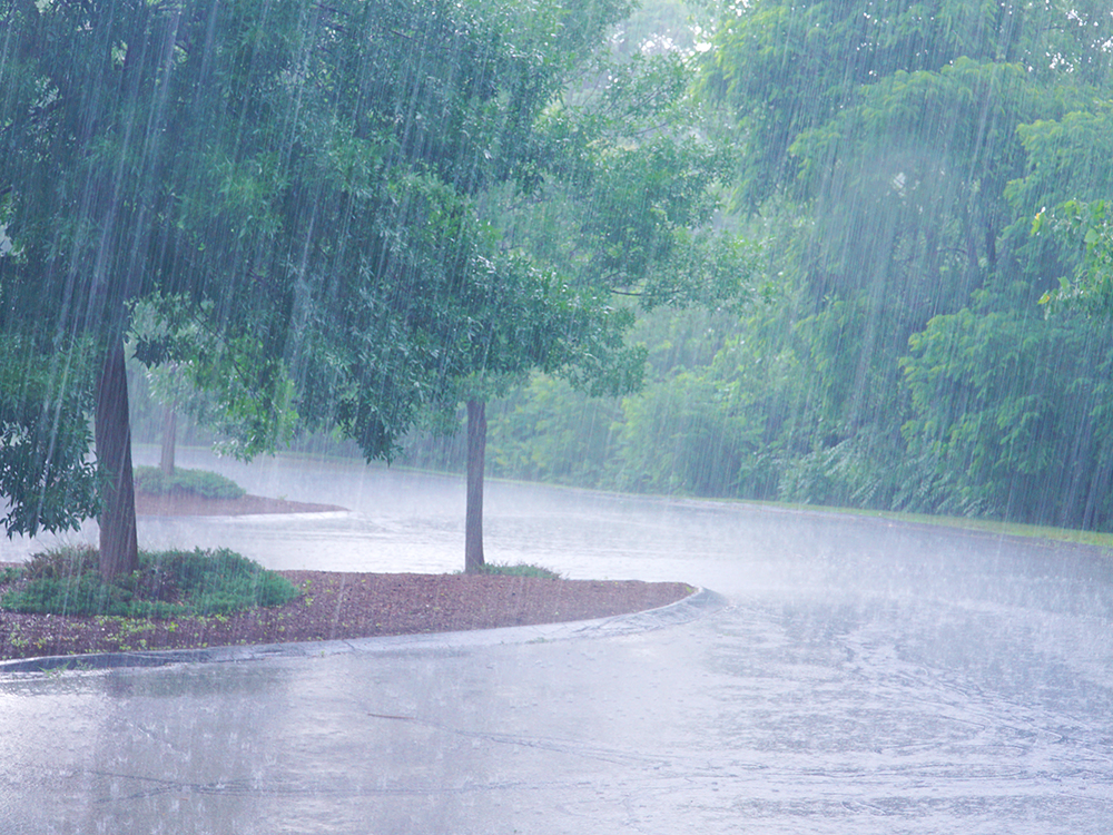 Sweet summer rain. An increase in mild, wet, humid summers
is one possible reason behind the increased prevalence of blight