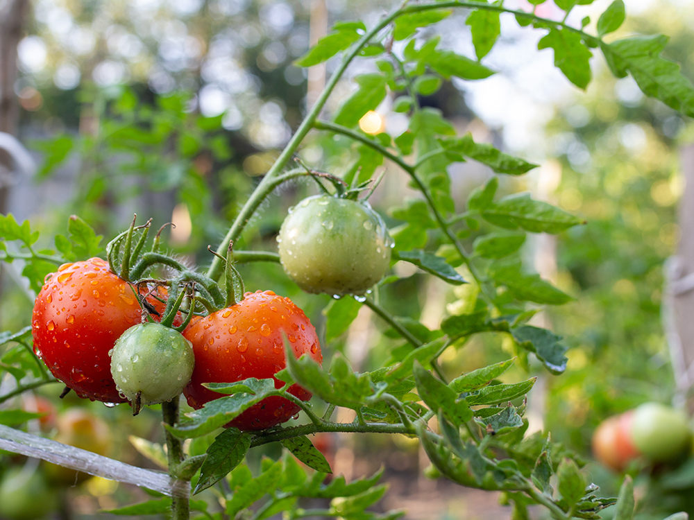 Wet toms, all very Davidoff, but water helps blight to get a foothold.