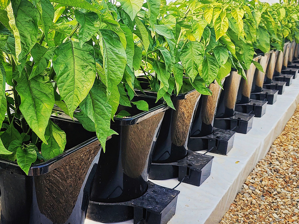 Above: Time to shine. Chilli plants taking hold in Mike’s 25L/6.6 gal 1Pot XL modules.