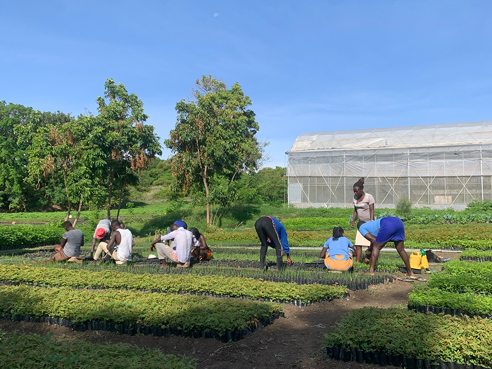 Above: Welcome to Kenya, where a local AutoPot grower has been inspired to use our systems as part of the national afforstation drive.