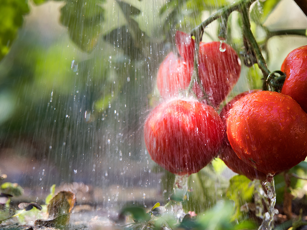 That flush won’t wash with AutoPot - pouring through the tops risks polluting the roots