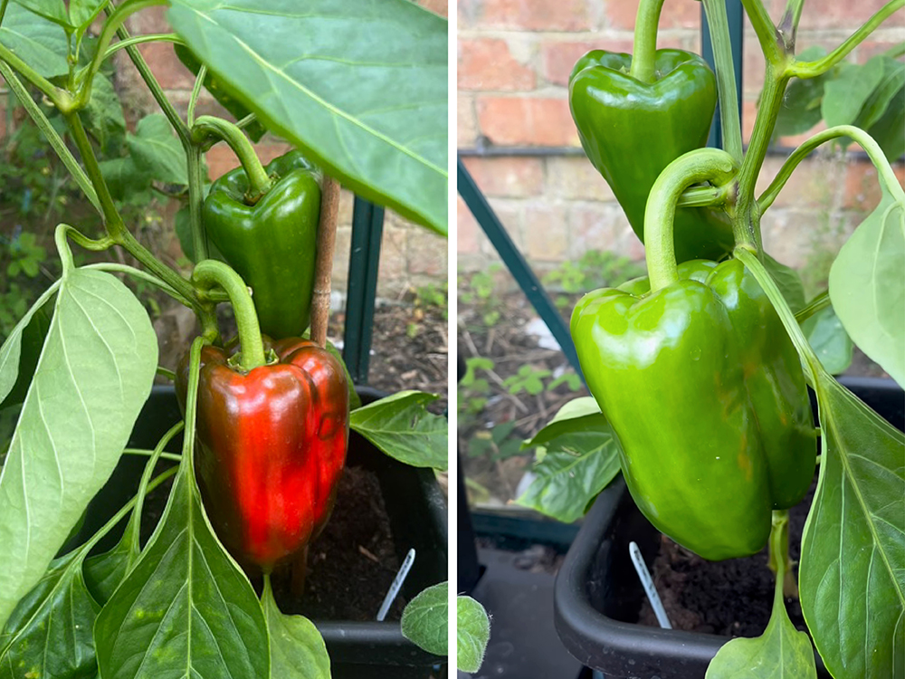 Akron peppers making stupendous progress in 15 L / 3.9 gal 1Pot modules