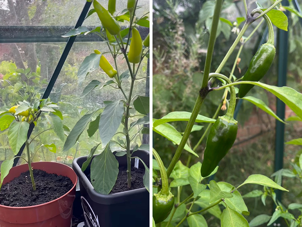 Compare and contrast - ordinarily potted Hot Wax vs AutoPot-grown. Jalapenos mean party time!