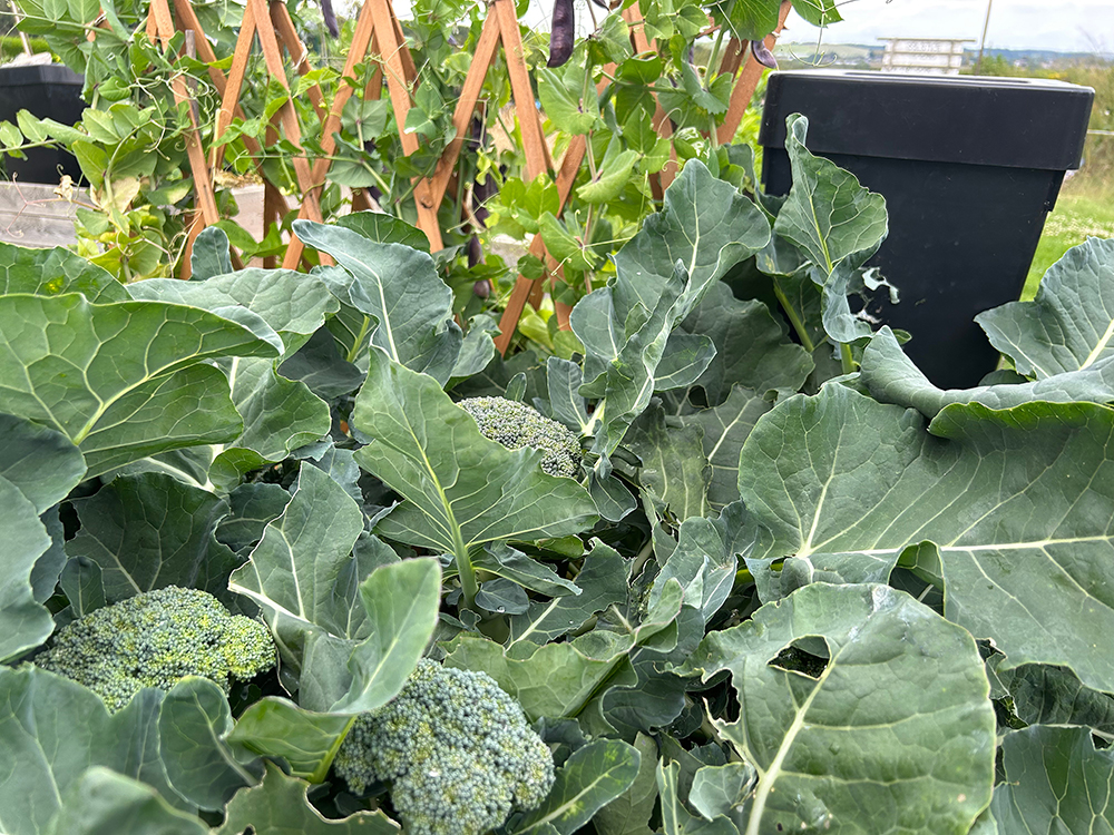 Get yer brocc’s off, in AQUAbox Spyder irrigated raised beds!