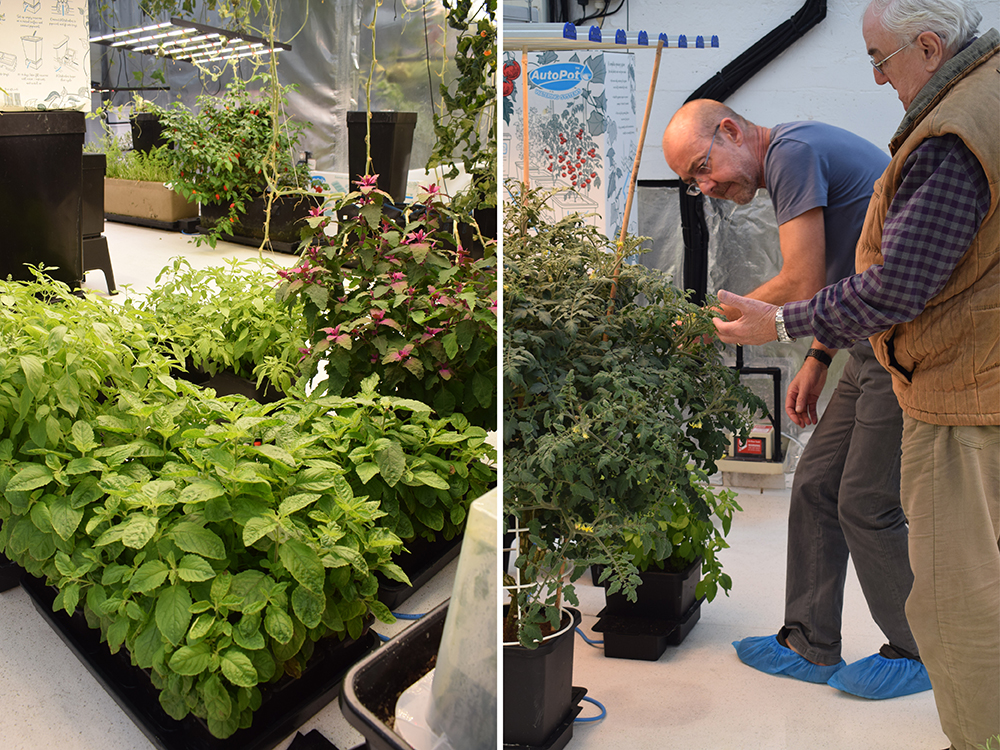 Above: Despite the slippers and the stance Jason is quite awake, inspecting tomatoes in a 1Pot module