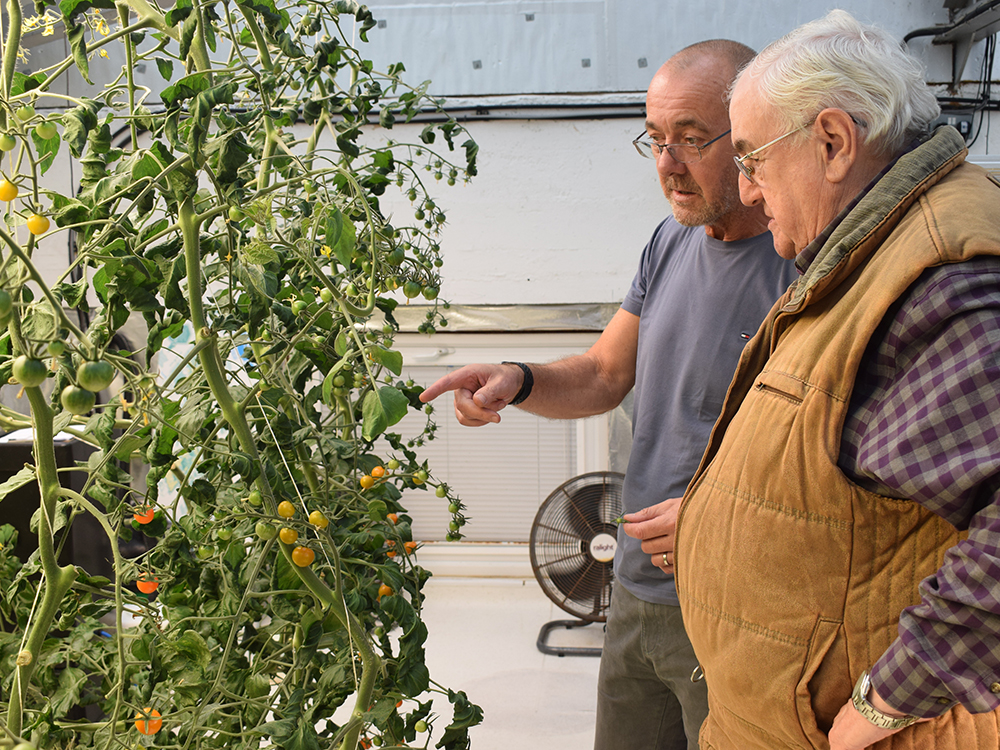 Looking di-vine, Jason talks Medwyn through the progress of the Tray2Grow cultivated Sungold tomatoes