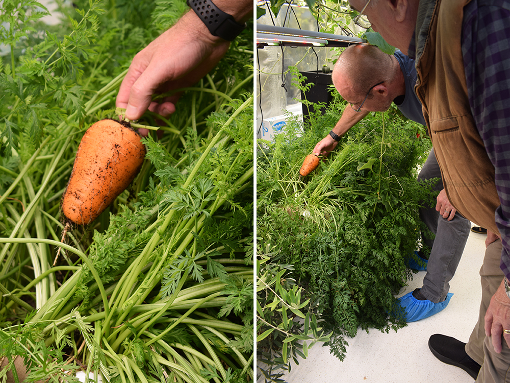 Zoom! We take you closer to these beautiful Chantenay-style carrots in a Tray2Grow - produced using the Planter configuration