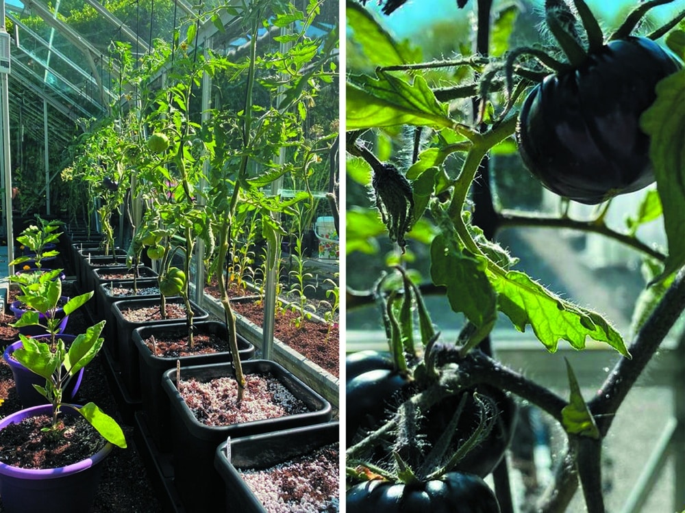 Careful planning of a greenhouse layout is essential in order to maximise
floorspace whilst leaving plants enough room in which to thrive