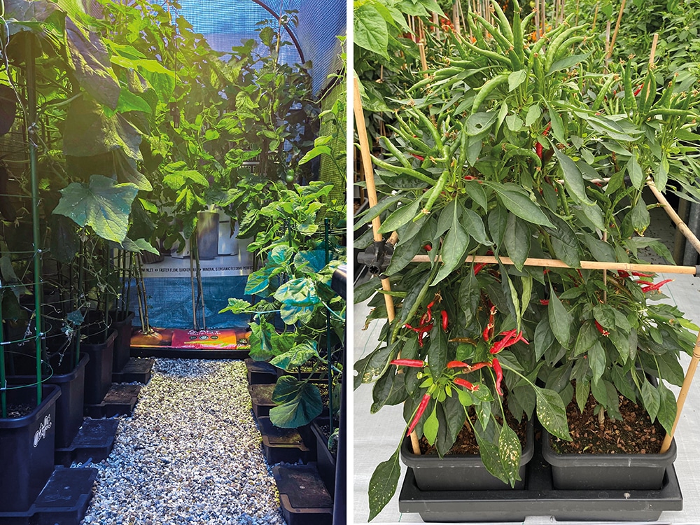 Tray2Grow visible at the back, minimal maintenance access required,
allowing you to maximise floorspace - ditto the Auto8 (Above Right)