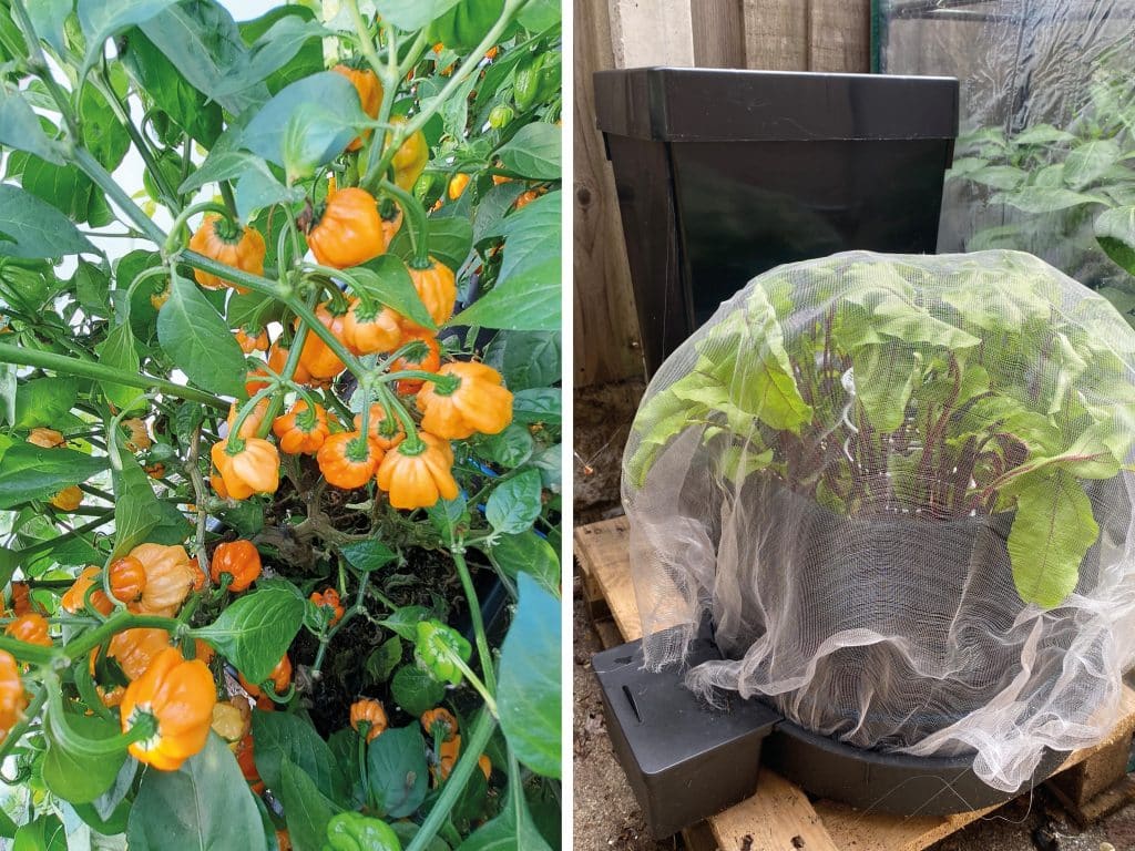 Giving the home-grown full voice