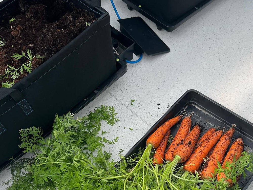 Root veg without a bed or plot? Possible.