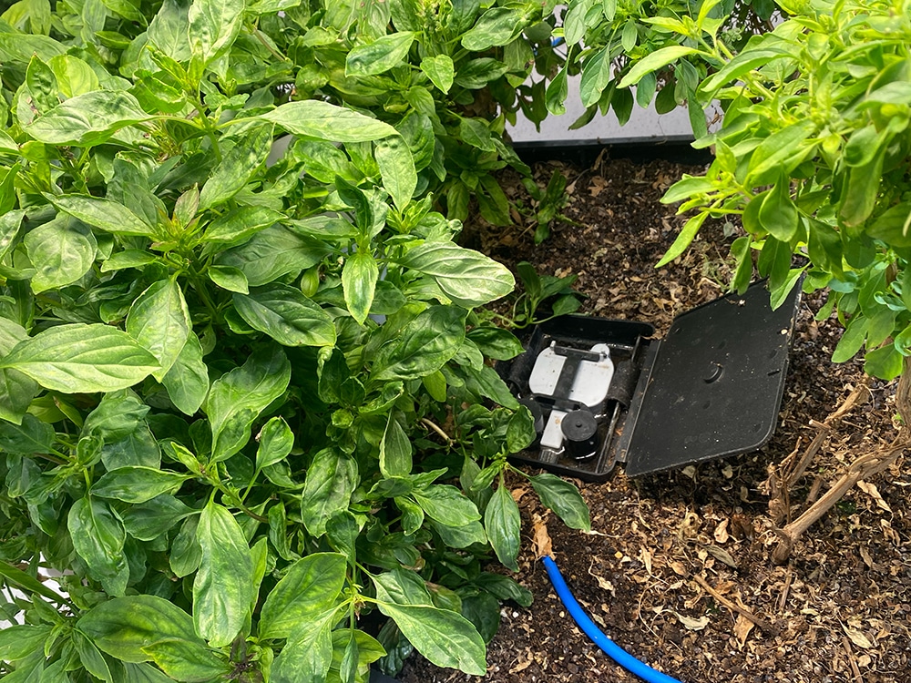 AQUAbox Straight in a raised bed, irrigating and feeding the many and various herbs therein