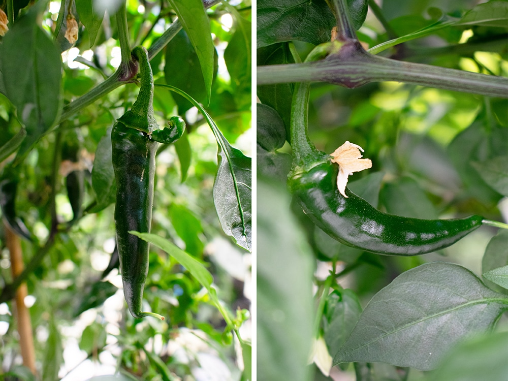 Aji Limon pods developing in the R&D room - these will turn yellow as they mature