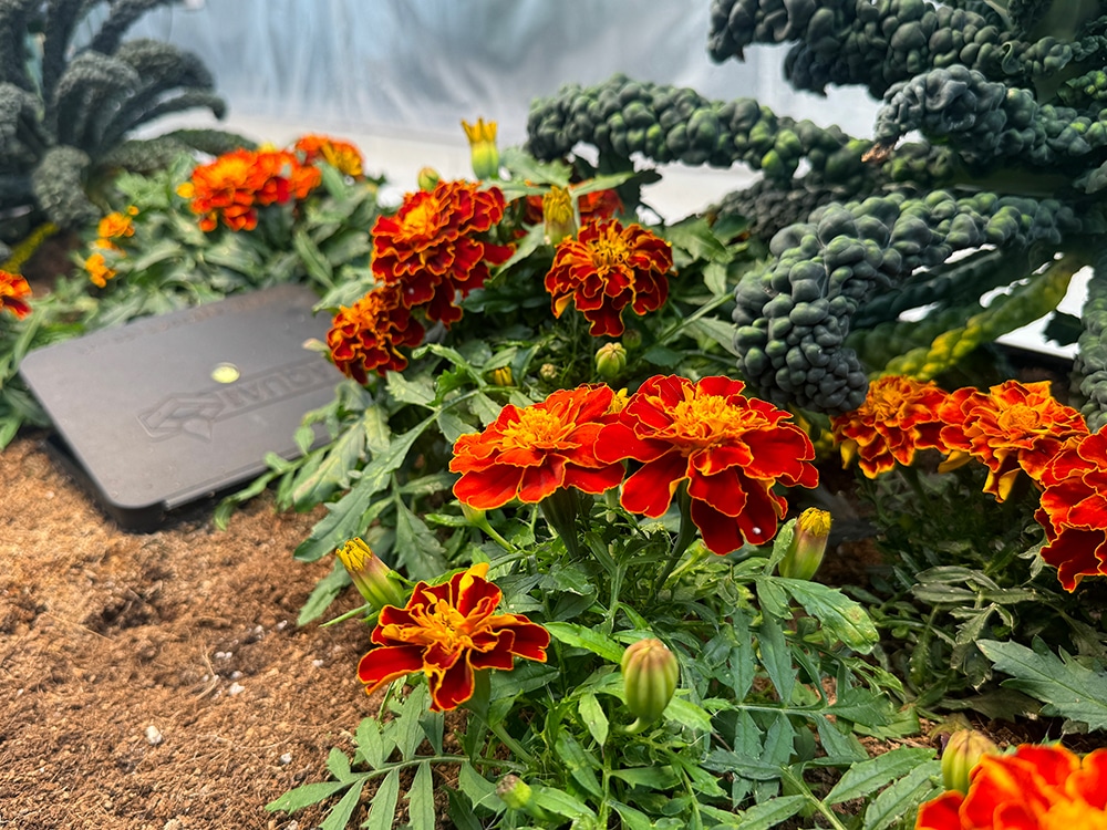 AutoPot Watering Systems - Our business is blooming!