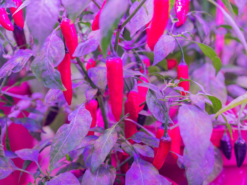 They’ve got the hots for you - indoor-grown chilli plants